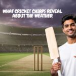 What cricket chirps reveal about the weather